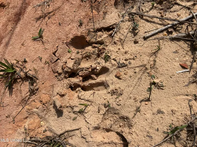 $39,500 | 0 Jordan Hill Road, Carson, MS 39427