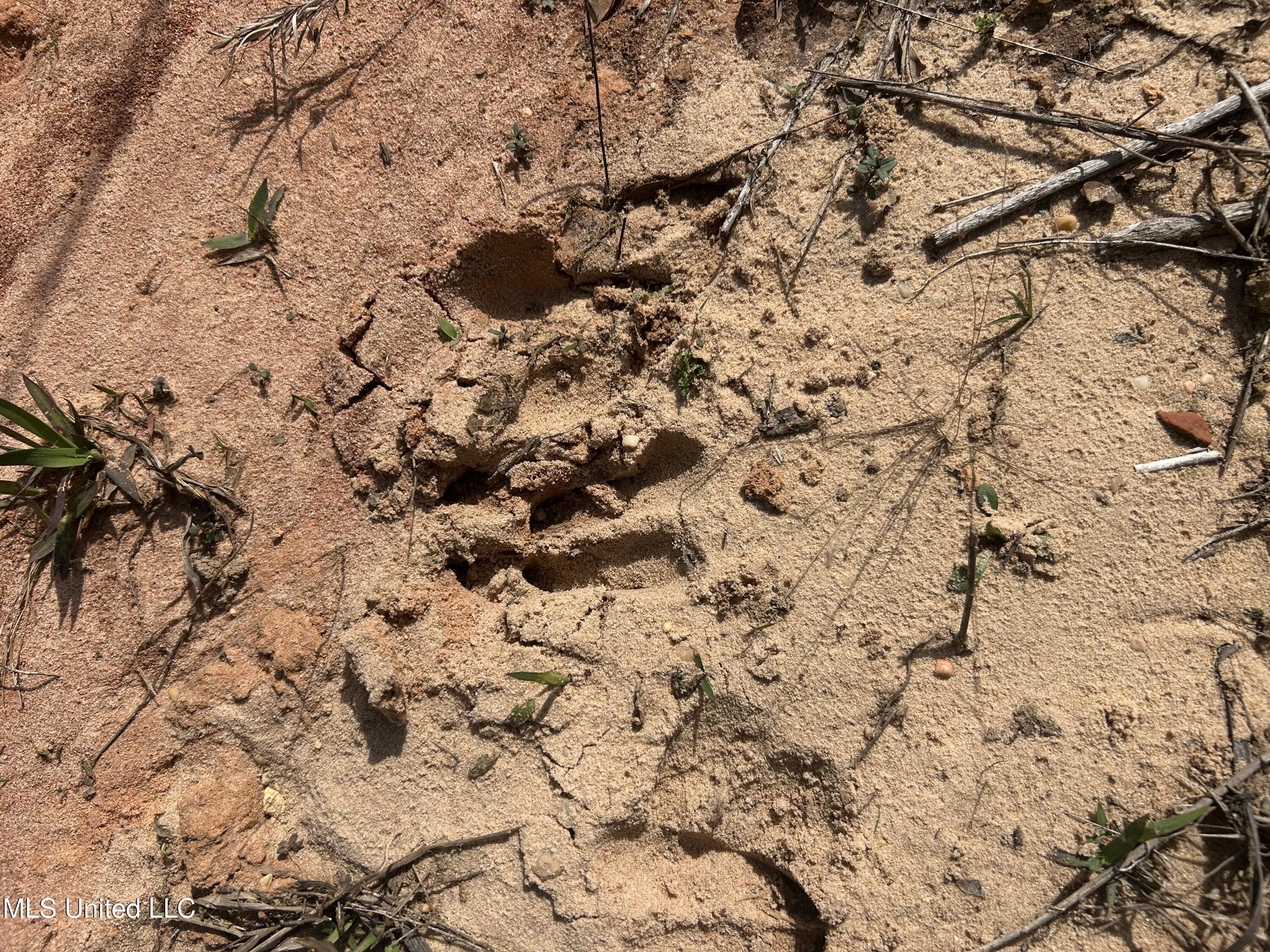 0 Jordan Hill Road Carson, MS 39427 - Photo 2 of 11 IMG_8784