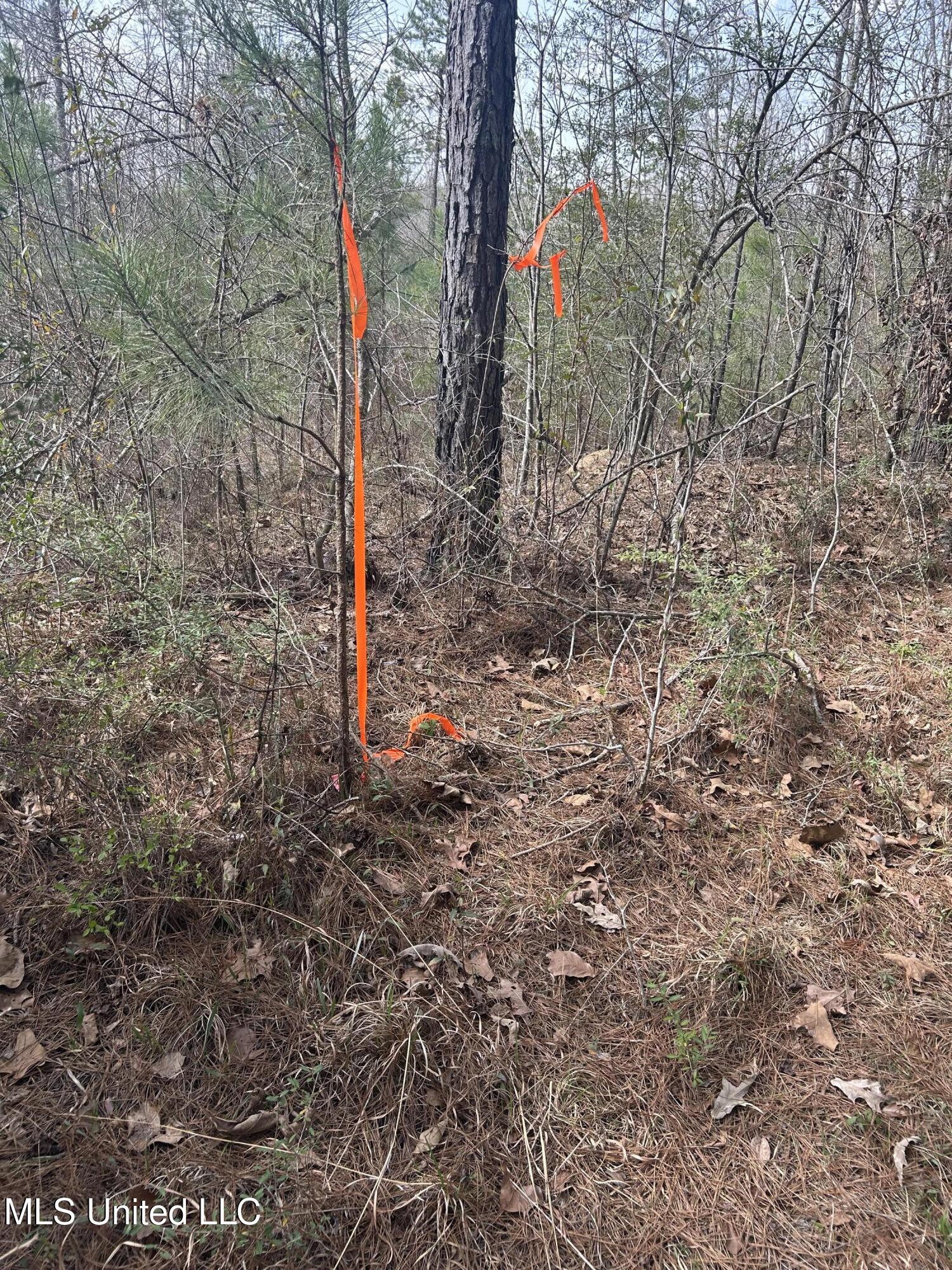 0 Jordan Hill Road Carson, MS 39427 - Photo 8 of 11 IMG_8803