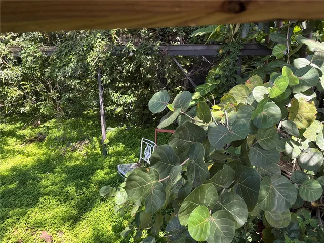 a view of plant in a garden