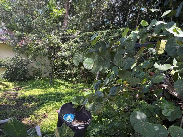 a view of a garden with plants