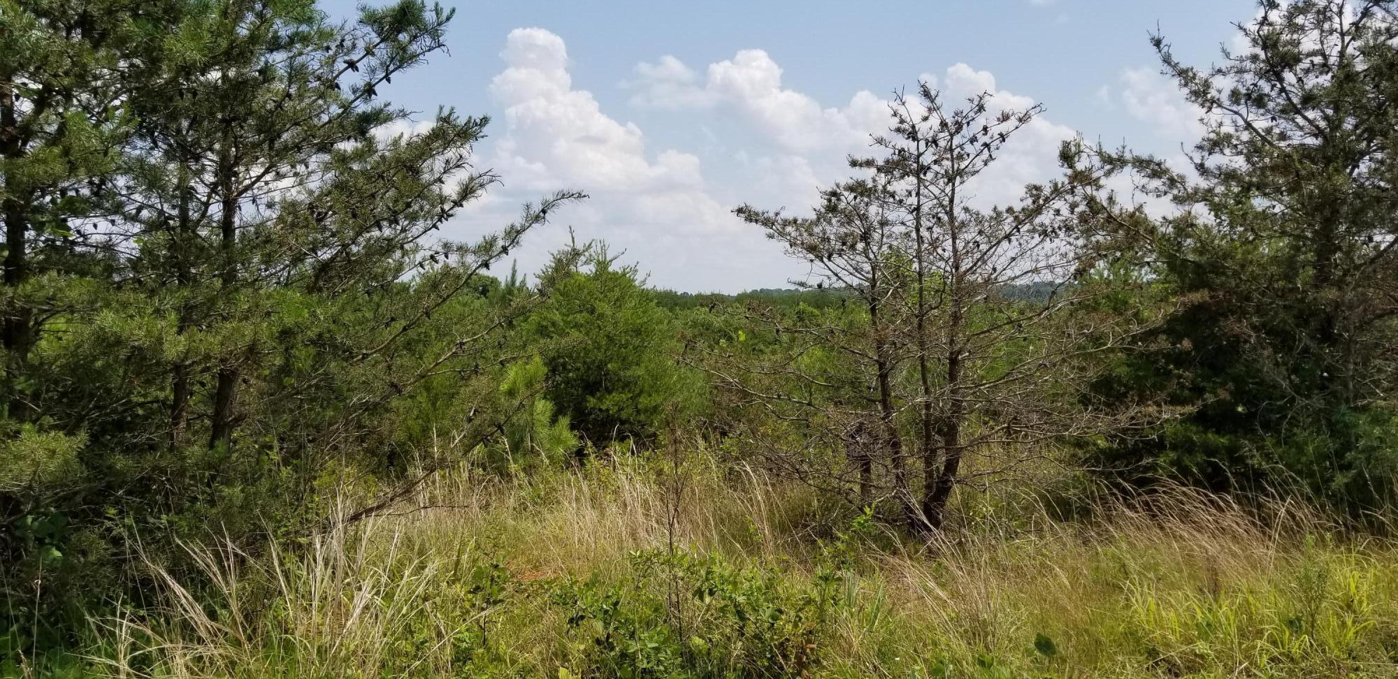 Lot 3 Hatchett Road Penhook, VA 24137 - Photo 1 of 13 a view of a garden