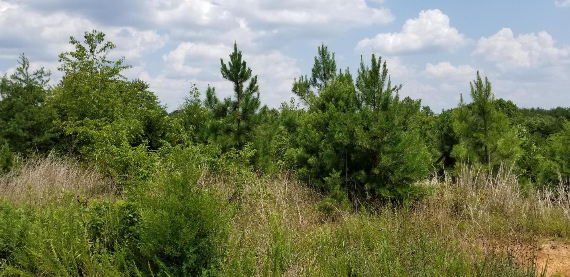 Lot 3 Hatchett Road Penhook, VA 24137 - Photo 6 of 13 a view of a green field with lots of bushes