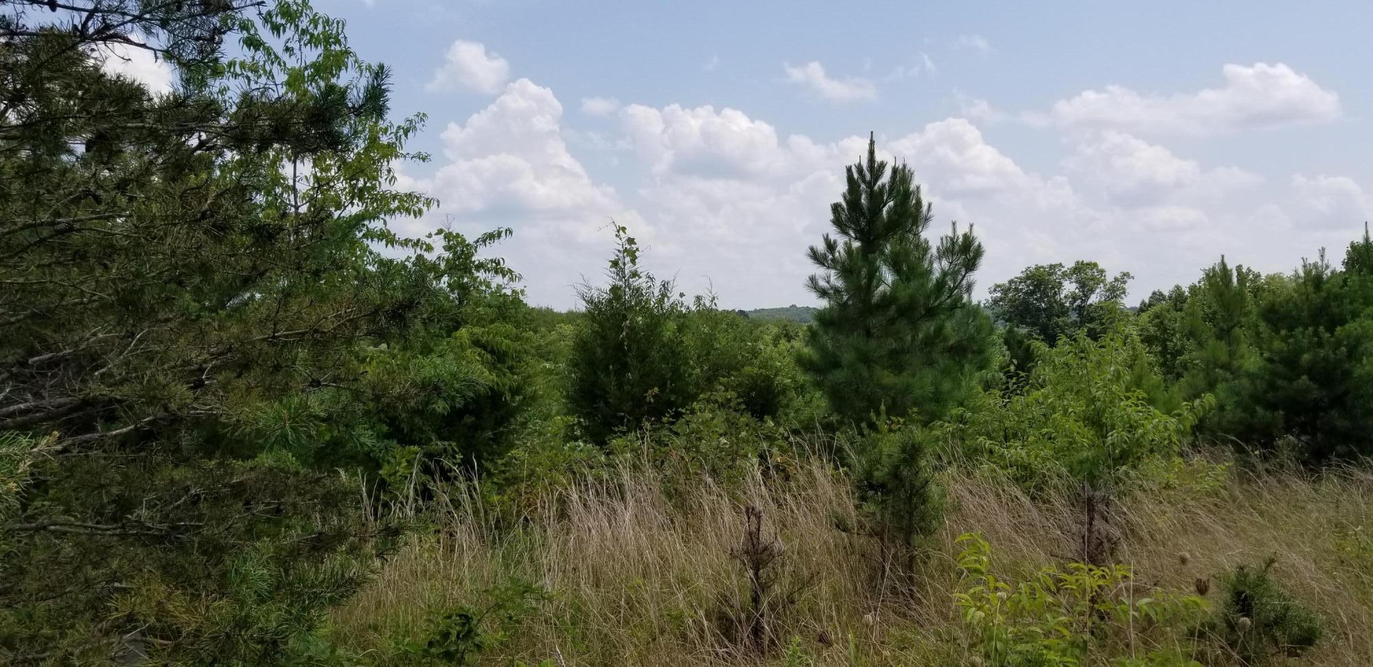 Lot 3 Hatchett Road Penhook, VA 24137 - Photo 9 of 13 a view of a bunch of trees