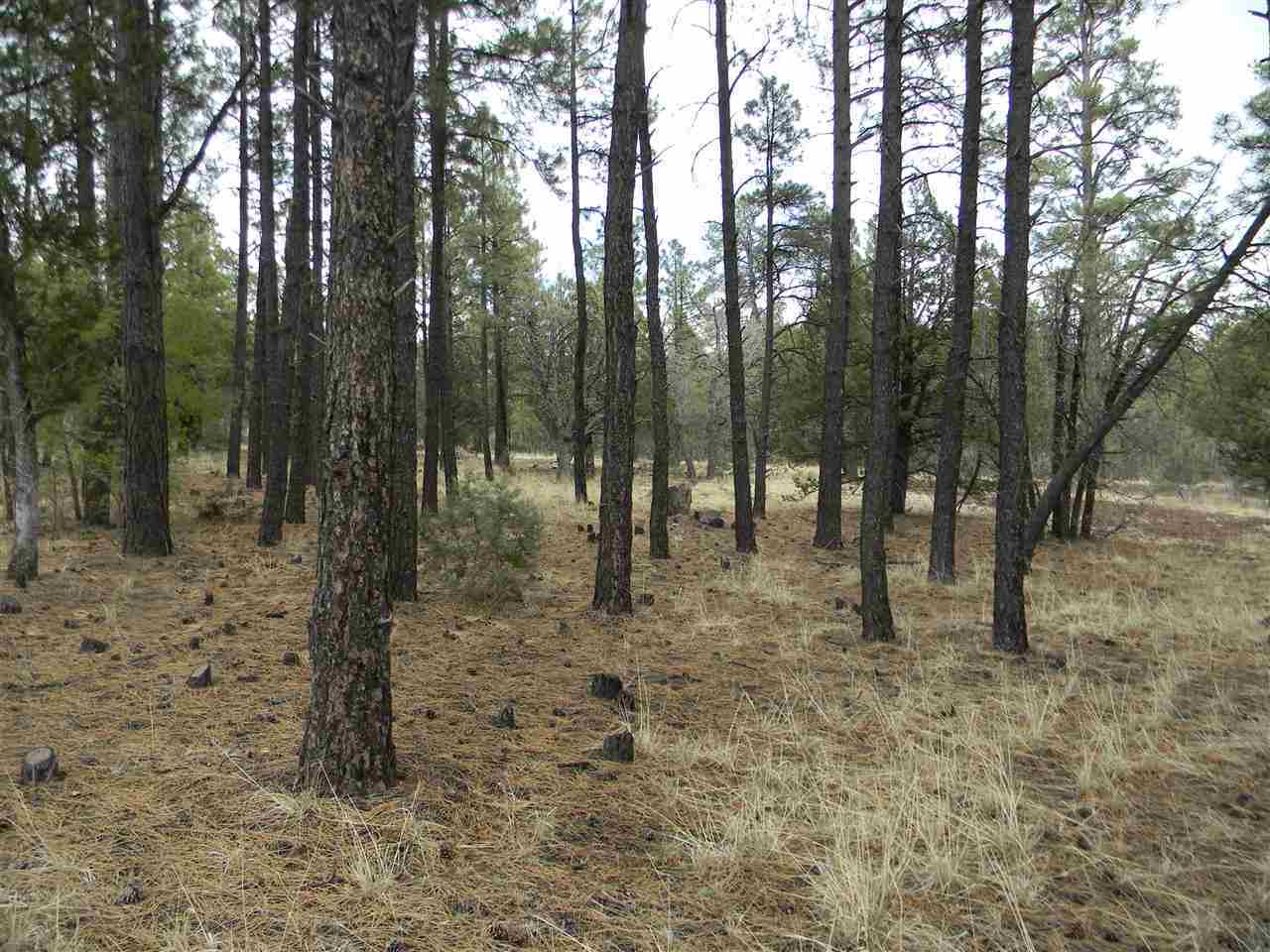 1111 Fire House Lane Pinetop, AZ 85935 - Photo 3 of 13