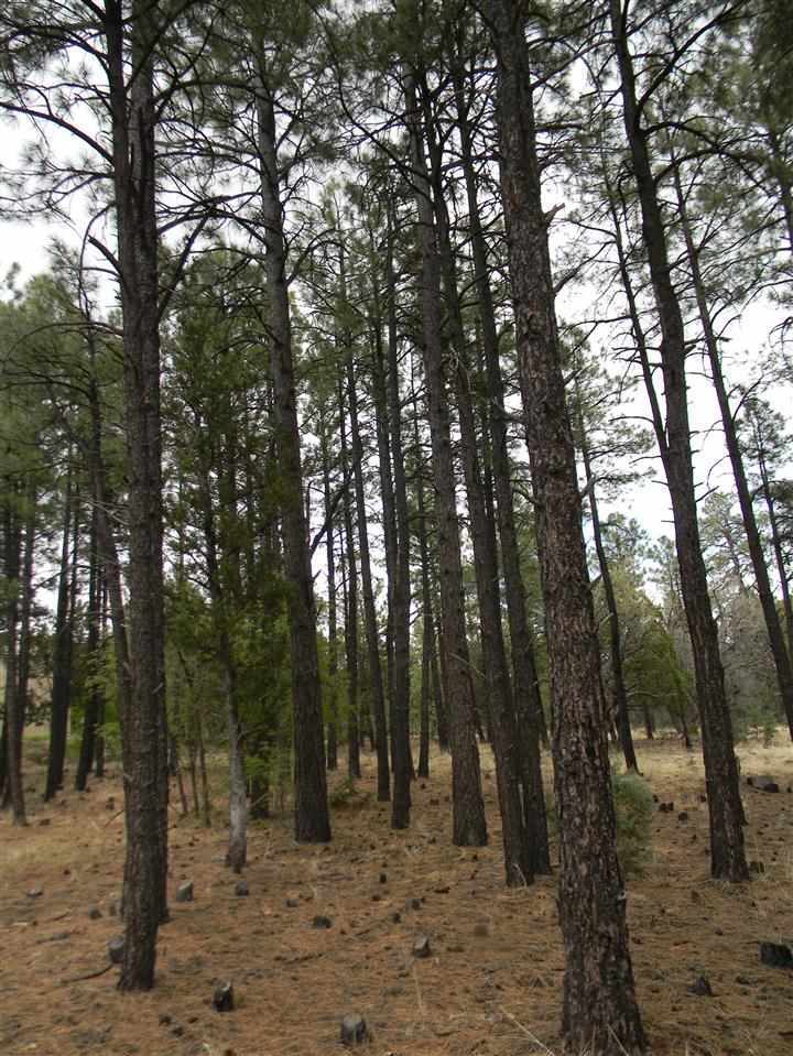 1111 Fire House Lane Pinetop, AZ 85935 - Photo 4 of 13