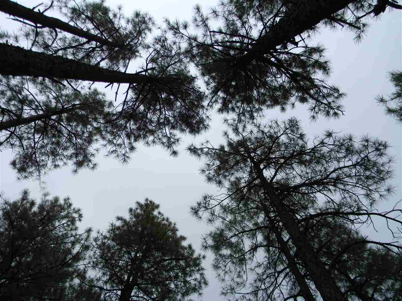 1111 Fire House Lane Pinetop, AZ 85935 - Photo 9 of 13