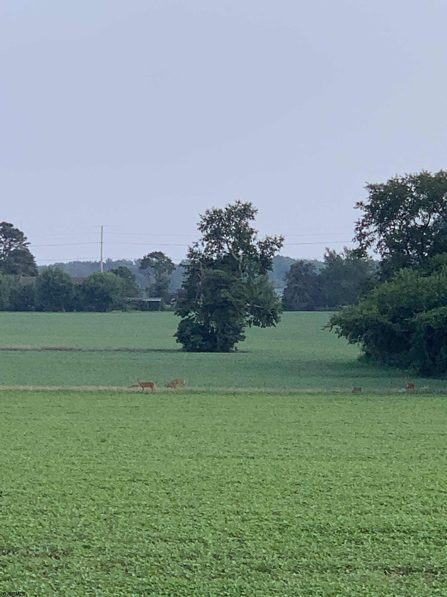 215 Lebanon Road Bridgeton, NJ 08302 - Photo 49 of 50 a view of a field of grass and trees