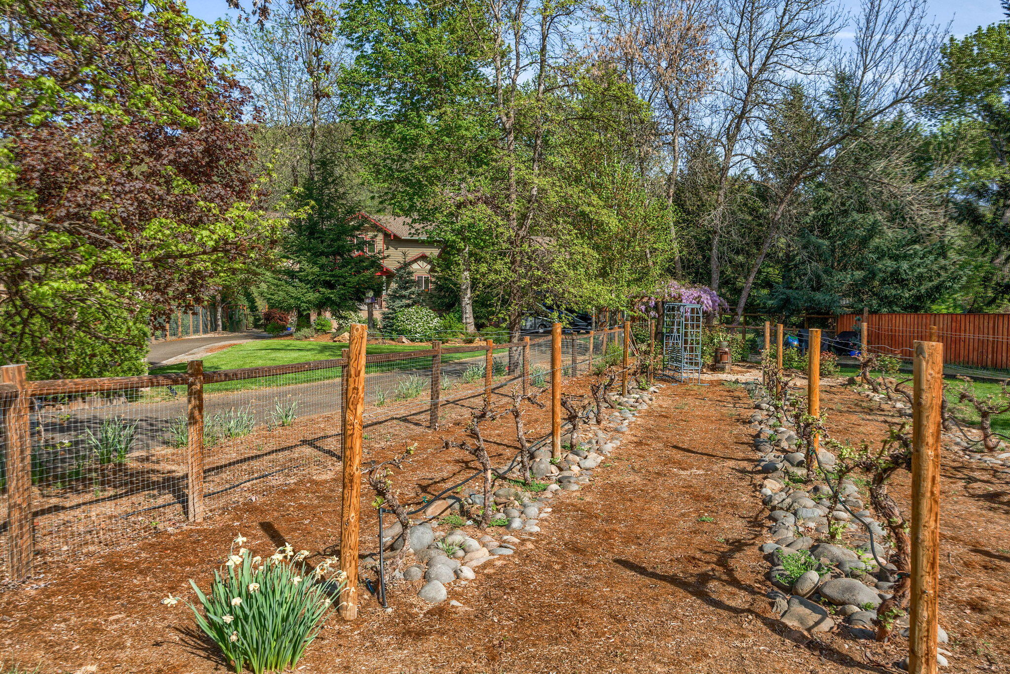 343 Rene Drive Shady Cove, OR 97539 - Photo 71 of 152 Vineyard