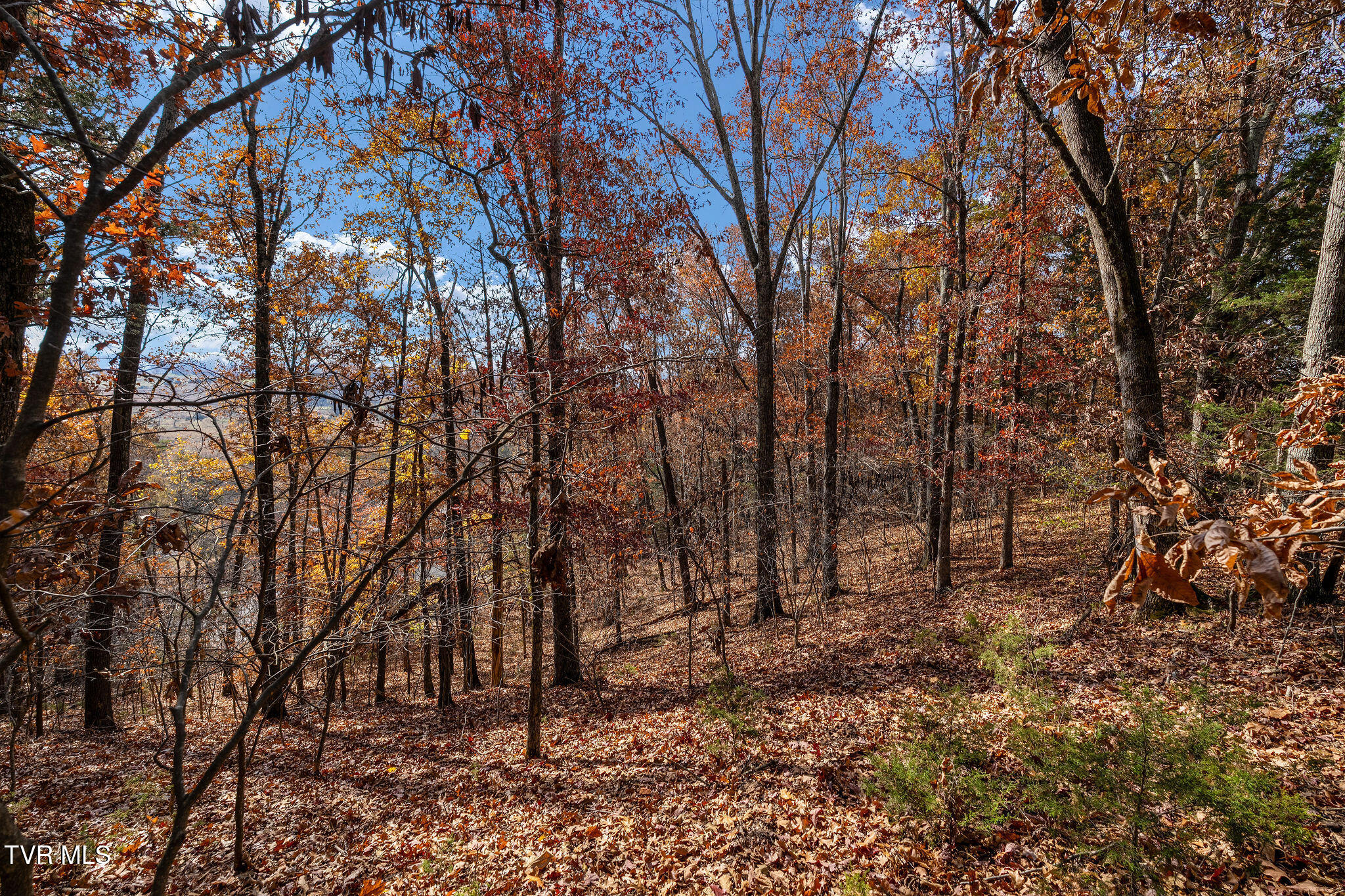 384 Boring Chapel Road Gray, TN 37615 - Photo 115 of 126 DSC09175