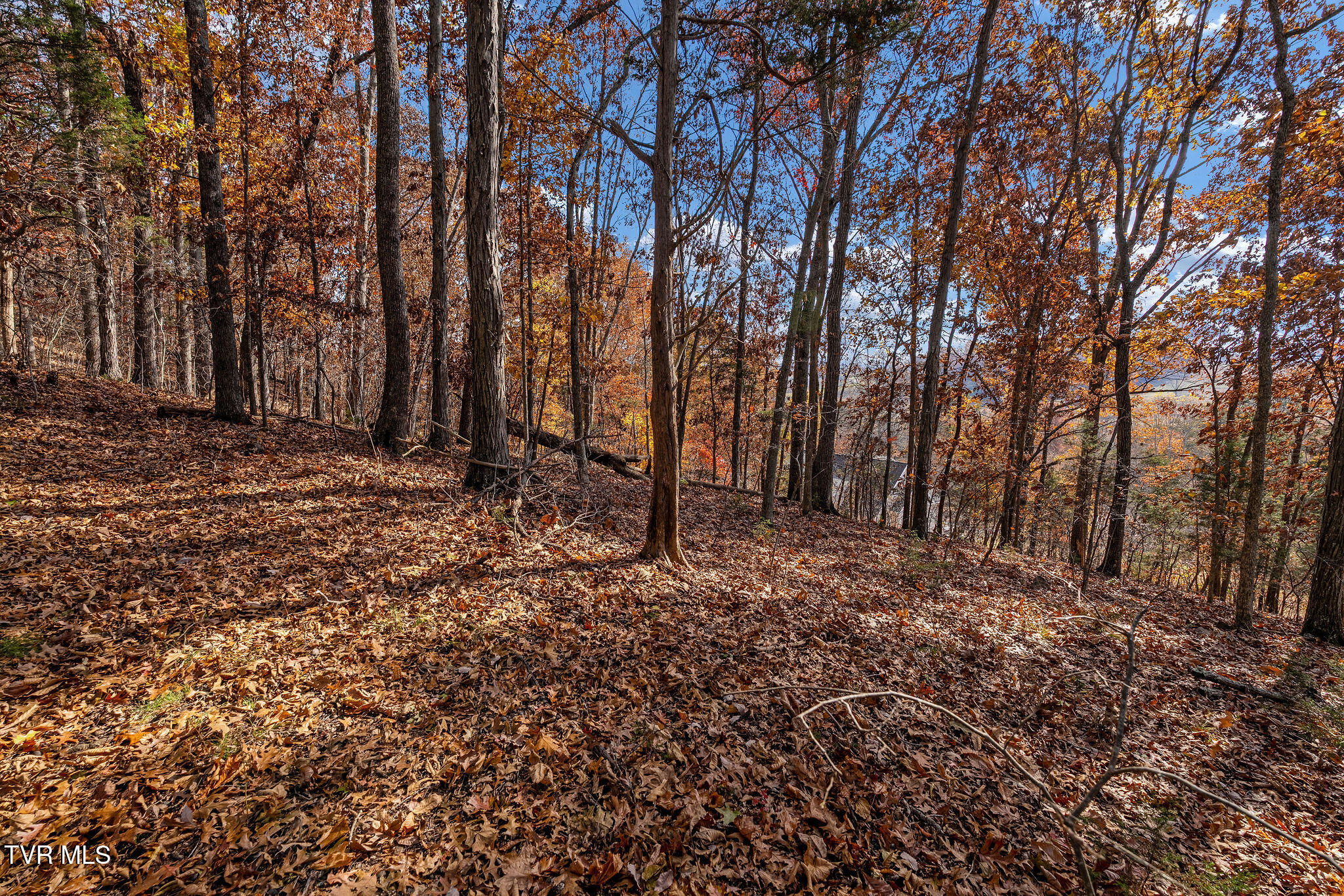 384 Boring Chapel Road Gray, TN 37615 - Photo 116 of 126 DSC09174