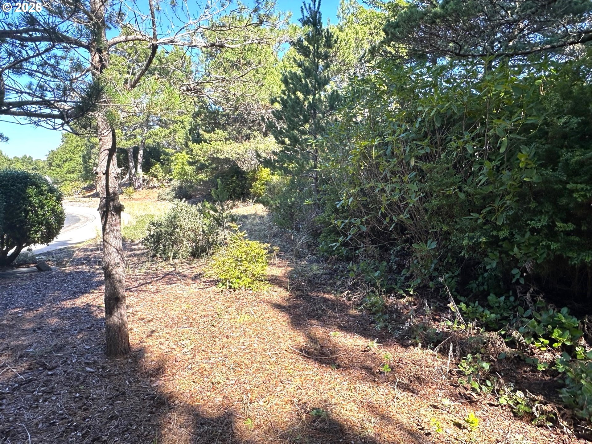 Sailors Ravine Court Florence, OR 97439 - Photo 4 of 18 a view of a yard with plants and trees