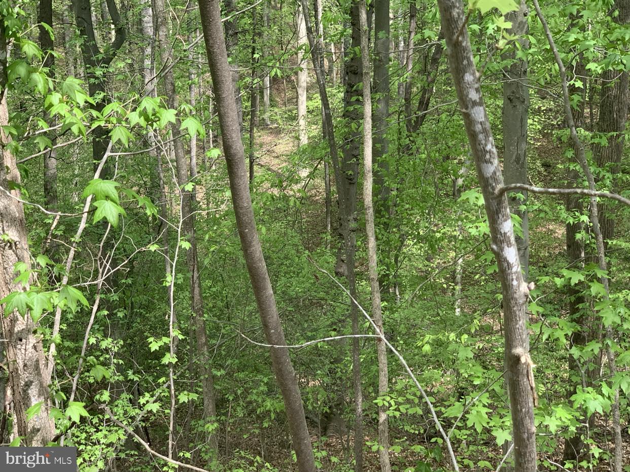0 Linden Drive King George, VA 22485 - Photo 2 of 5 a view of a yard and trees