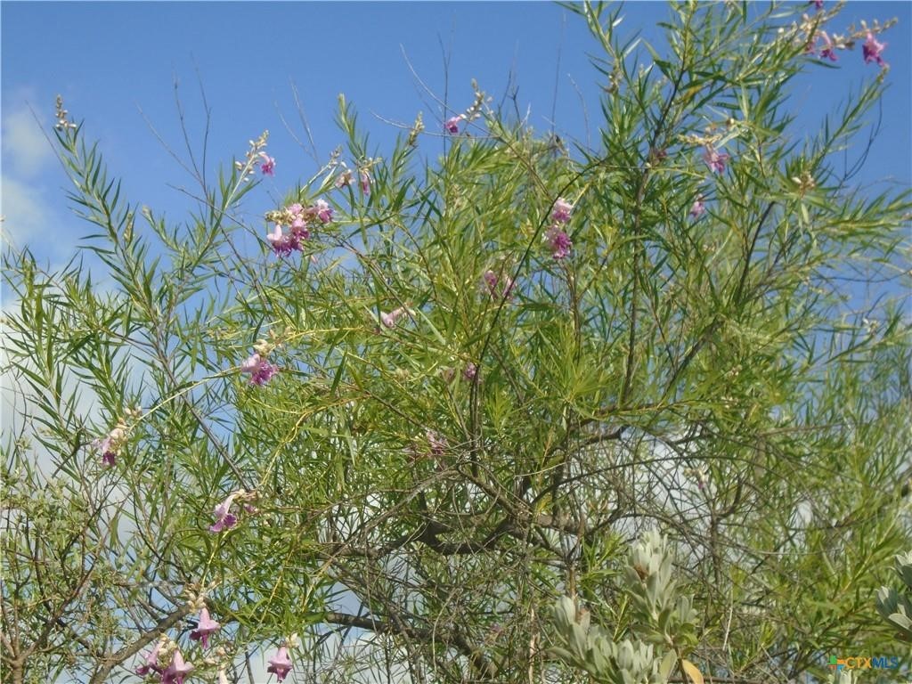 844 Plainview Road Wimberley, TX 78676 - Photo 3 of 10 a view of a plants