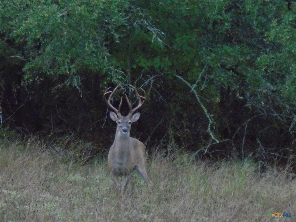 844 Plainview Road Wimberley, TX 78676 - Photo 6 of 10 a view of a yard