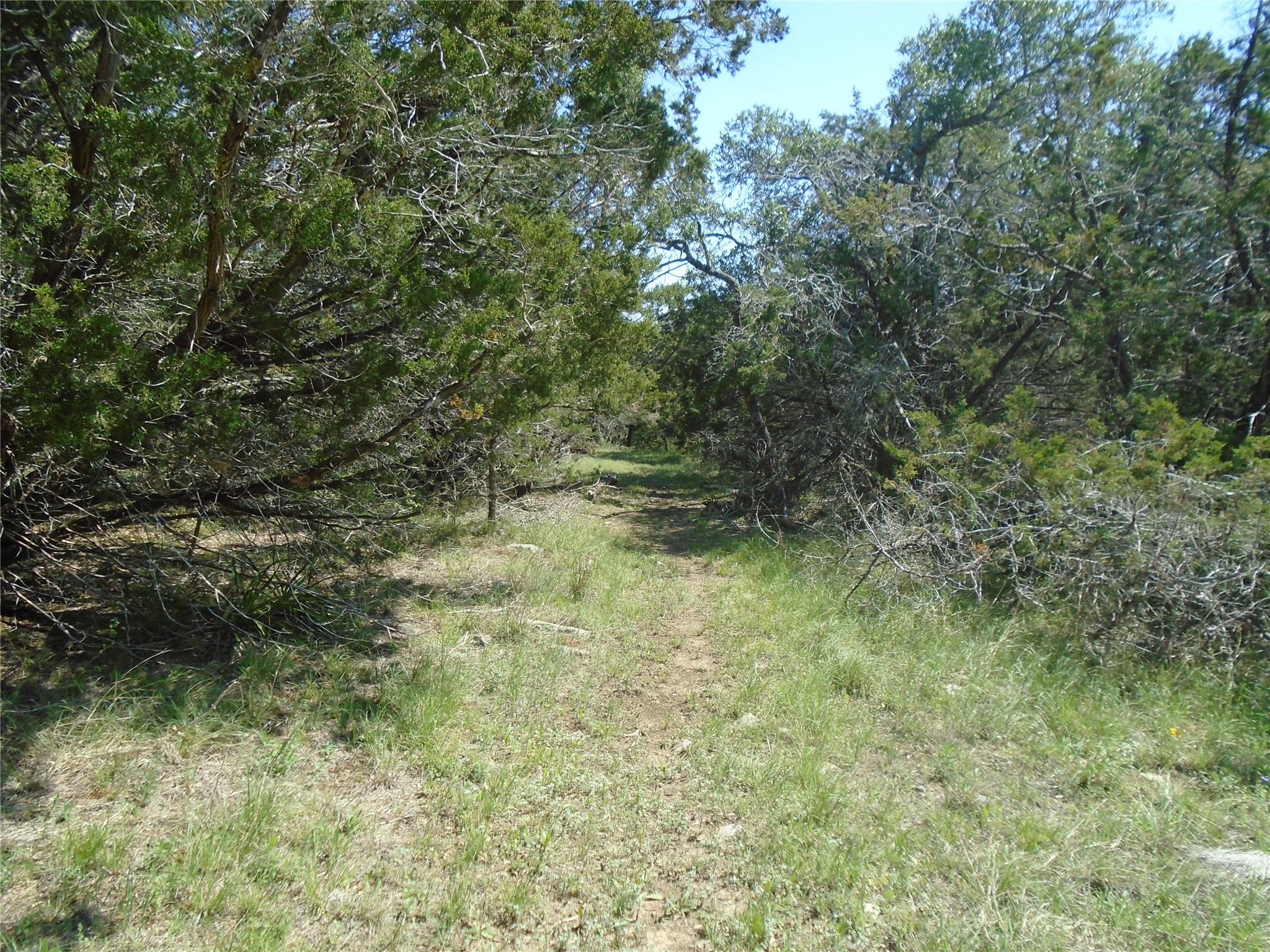 844 Plainview Road Wimberley, TX 78676 - Photo 7 of 10 a view of a yard with plants