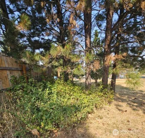 a view of a yard with large tree