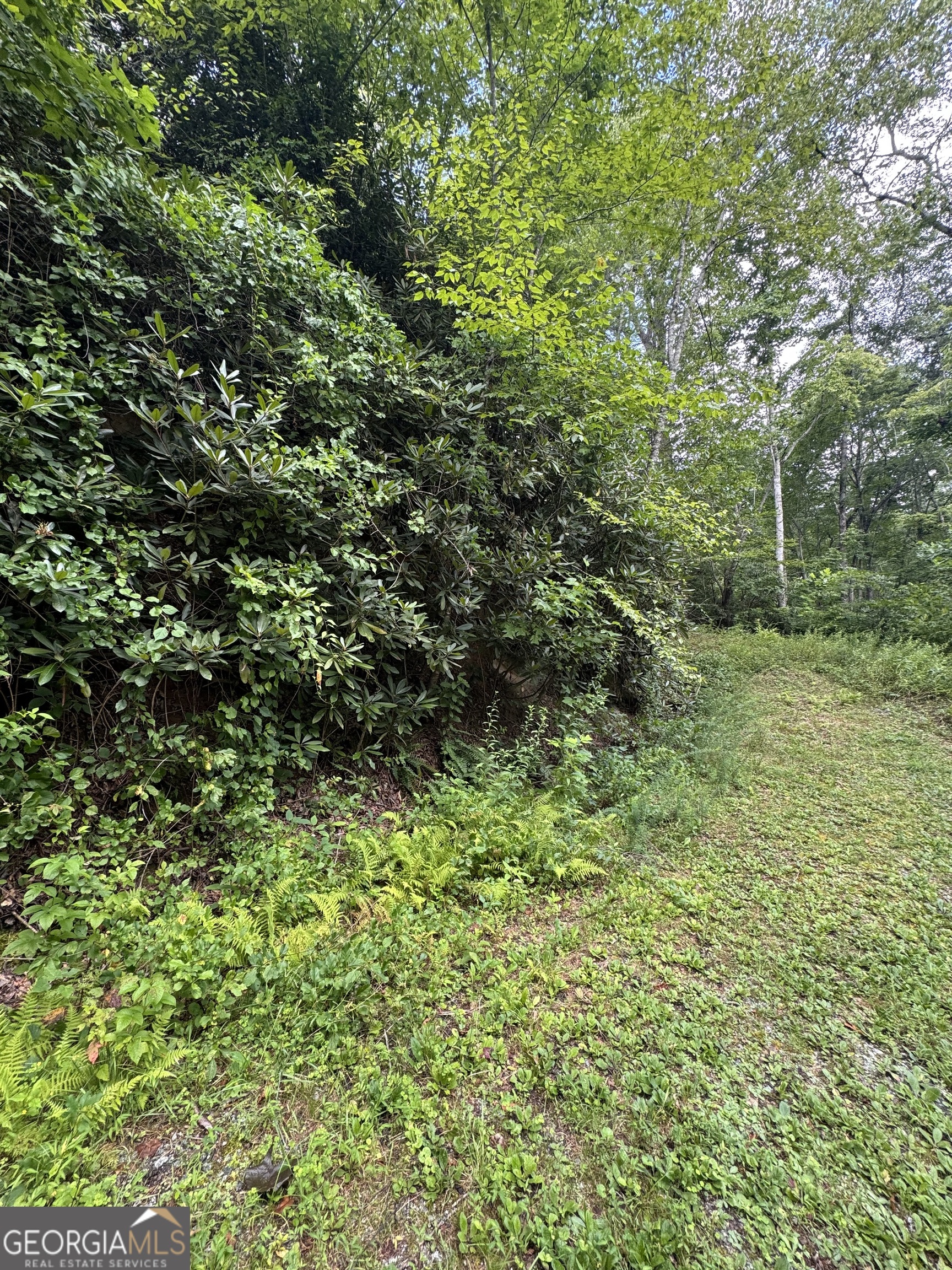 0 Crest Lane, Unit LOT 5 Rabun Gap, GA 30568 - Photo 3 of 5 a view of a lush green forest