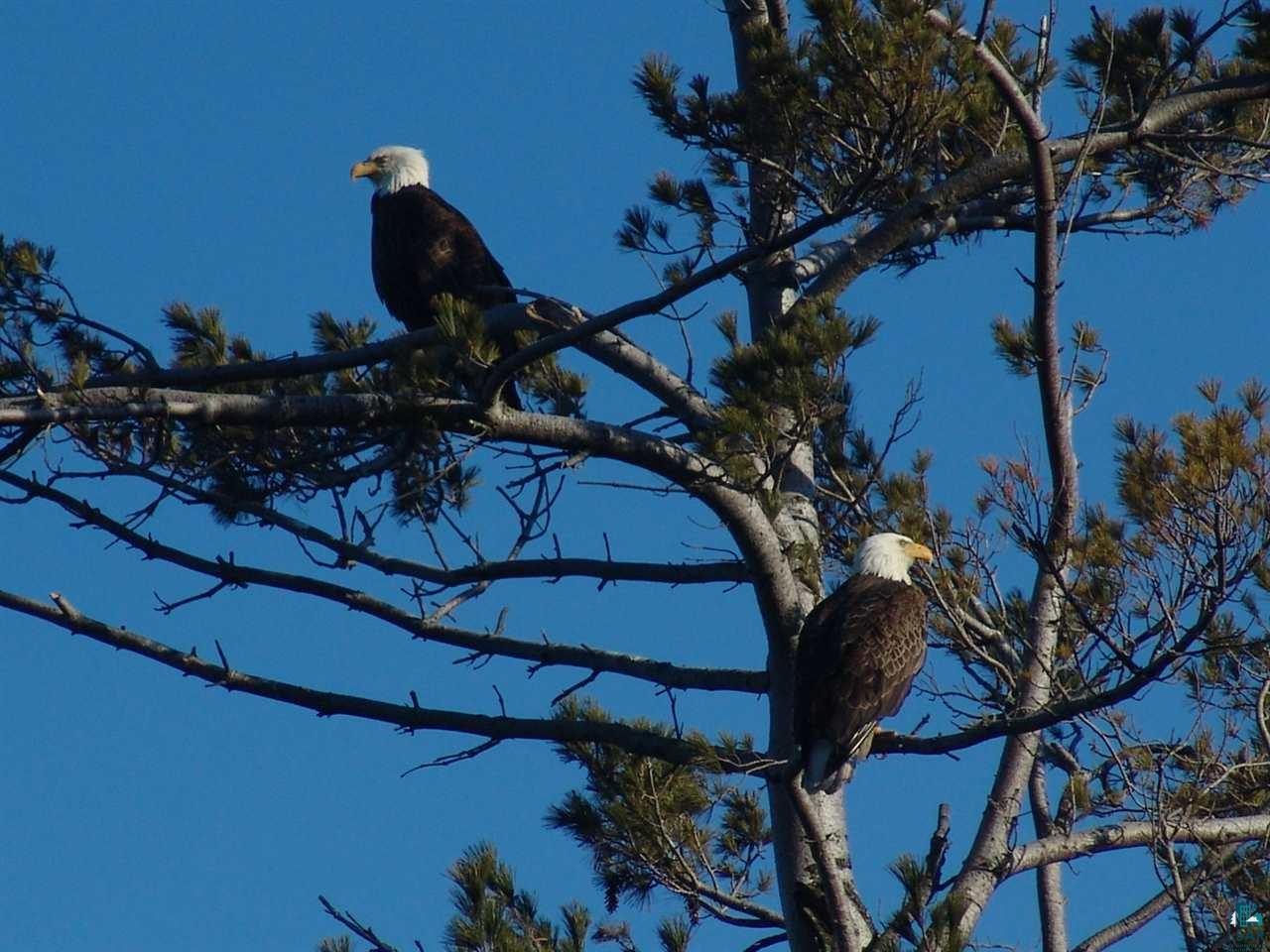37431 Apostle Bay Road Bayfield, WI 54814 - Photo 44 of 49 Watchful eyes & graceful flights