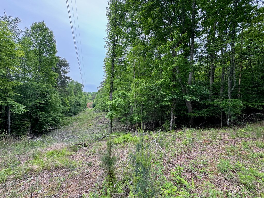 31.42-ac Dotson Road Murphy, NC 28906 - Photo 14 of 30 Gallery Image 14