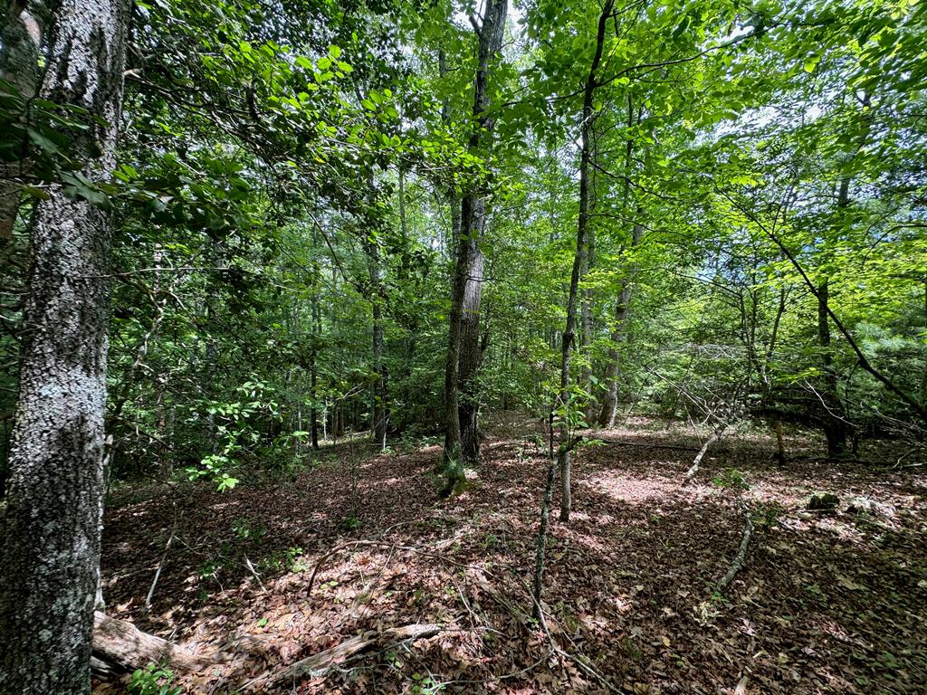 31.42-ac Dotson Road Murphy, NC 28906 - Photo 5 of 30 Gallery Image 5