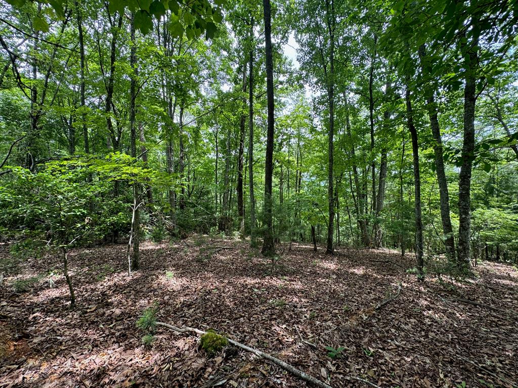 31.42-ac Dotson Road Murphy, NC 28906 - Photo 8 of 30 Gallery Image 8