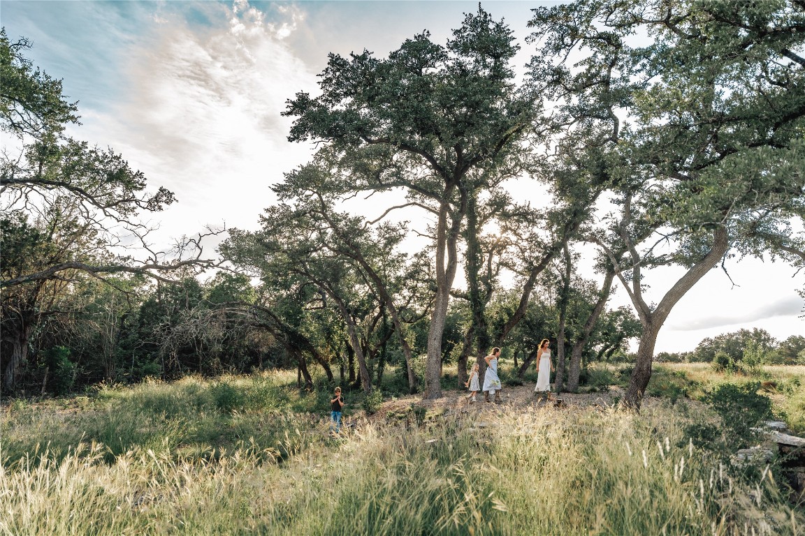17650 Hamilton Pool Road Austin, TX 78738 - Photo 14 of 26 a view of a forest filled with trees
