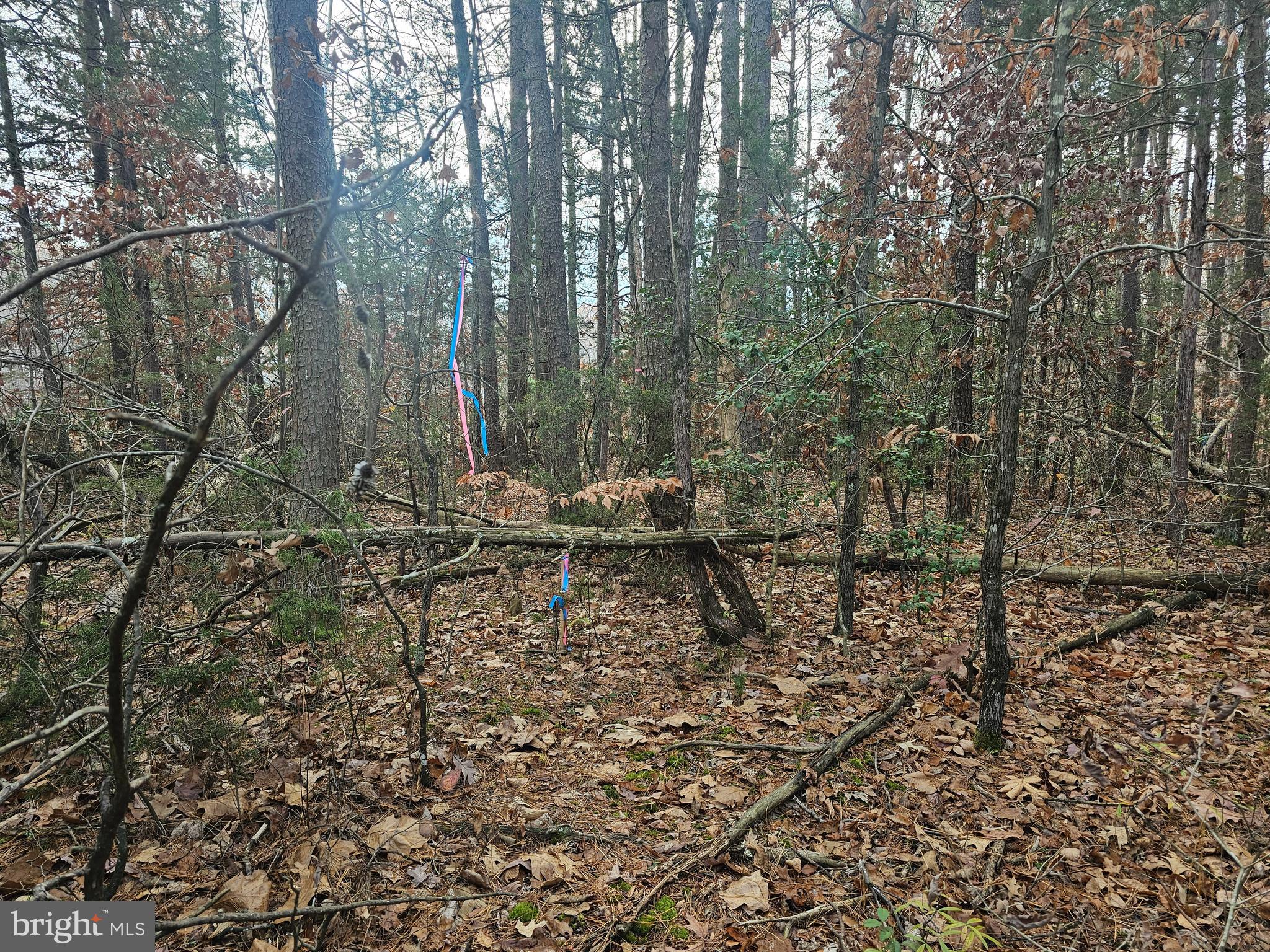 Ruby Road Woodford, VA 22580 - Photo 2 of 7 Gallery Image 2