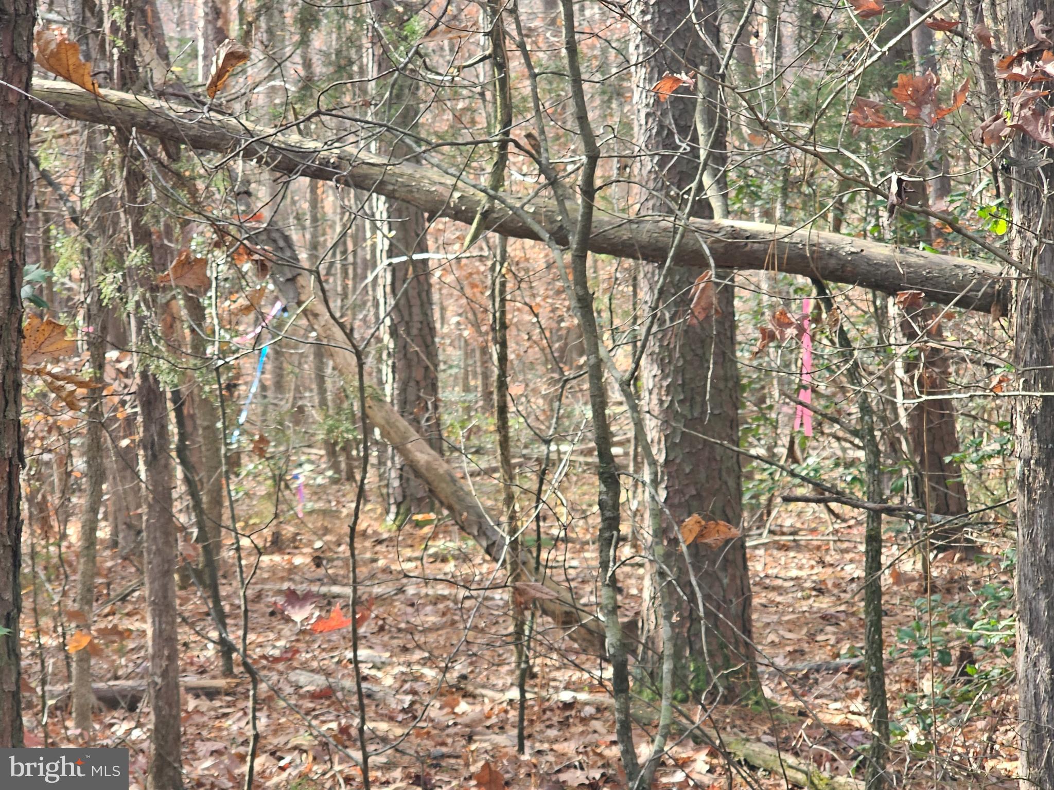 Ruby Road Woodford, VA 22580 - Photo 4 of 7 Gallery Image 4