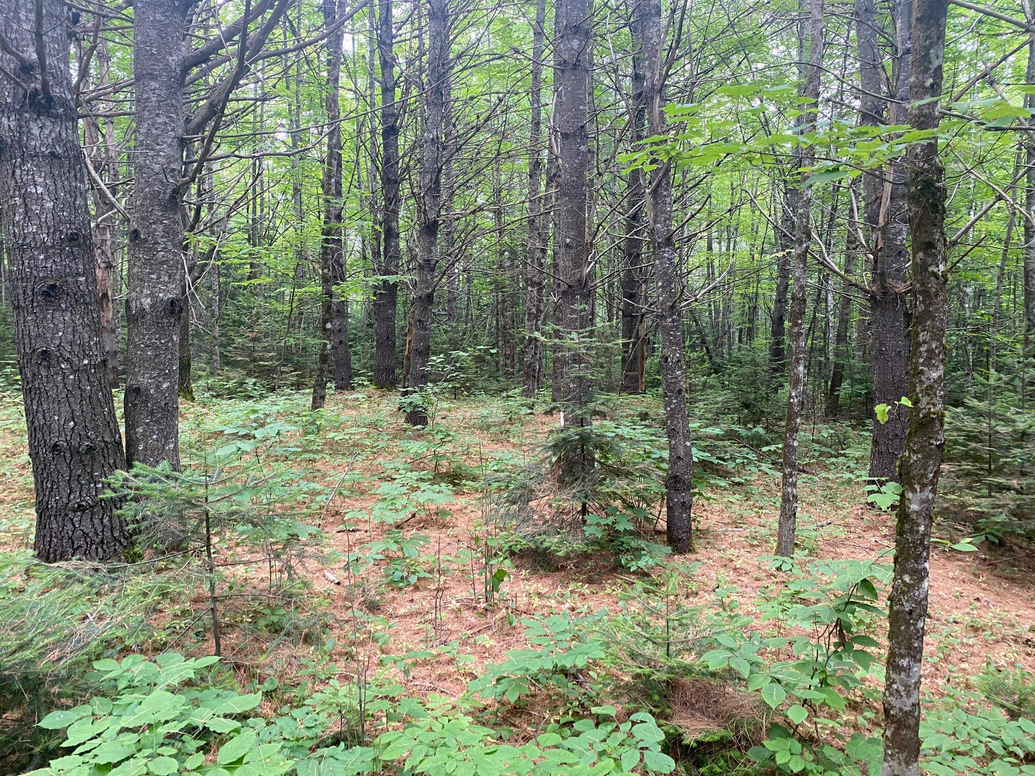 Lot#17 Guilford Center Road Guilford, ME 04443 - Photo 15 of 20 IMG_3293