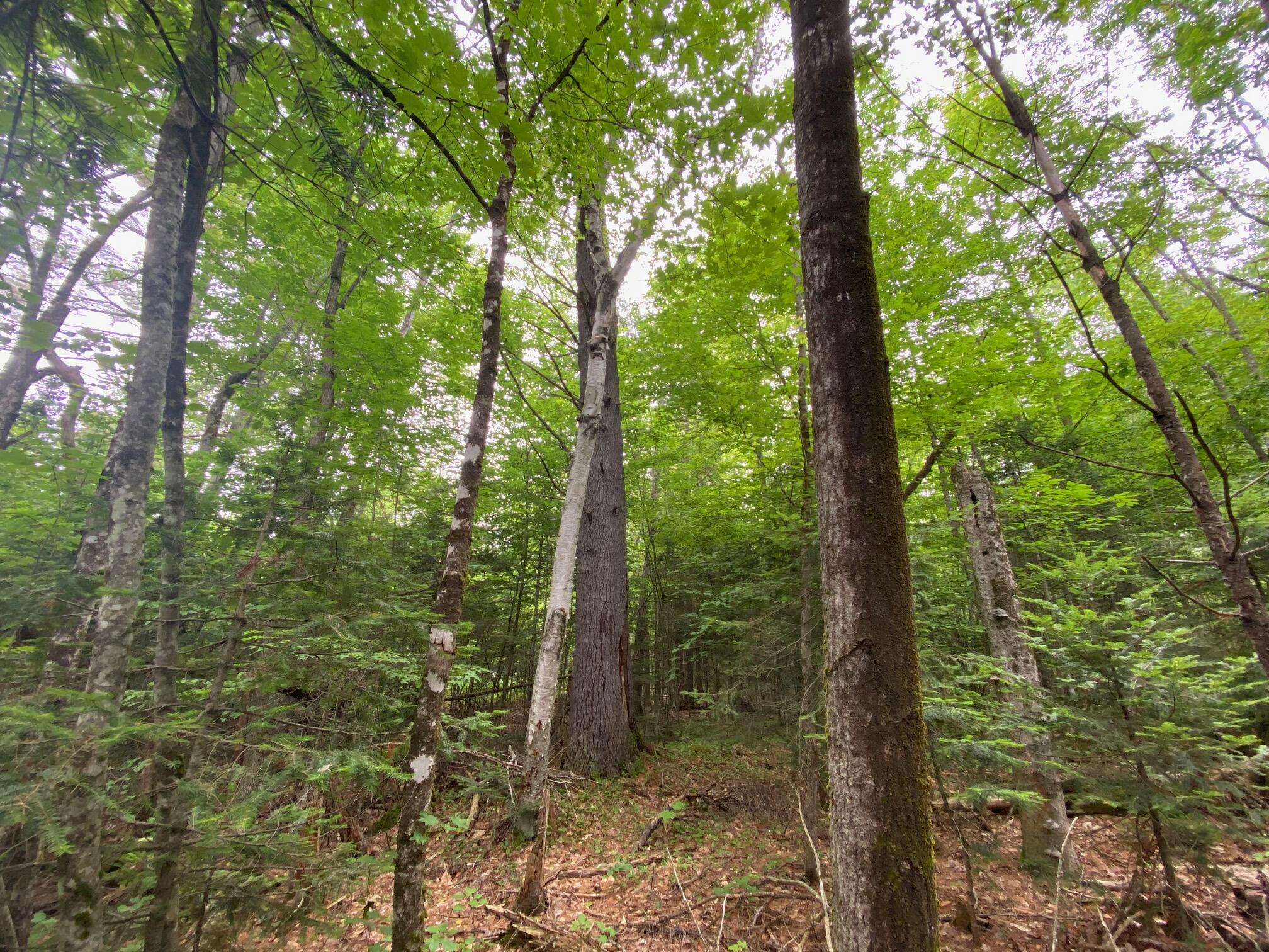 Lot#17 Guilford Center Road Guilford, ME 04443 - Photo 9 of 20 IMG_3283