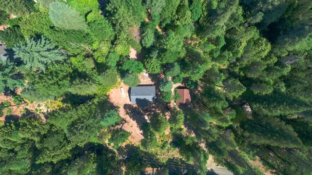 a view of a lush green forest with lush green forest