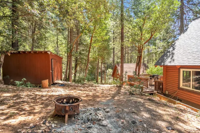 a view of a tree in the forest