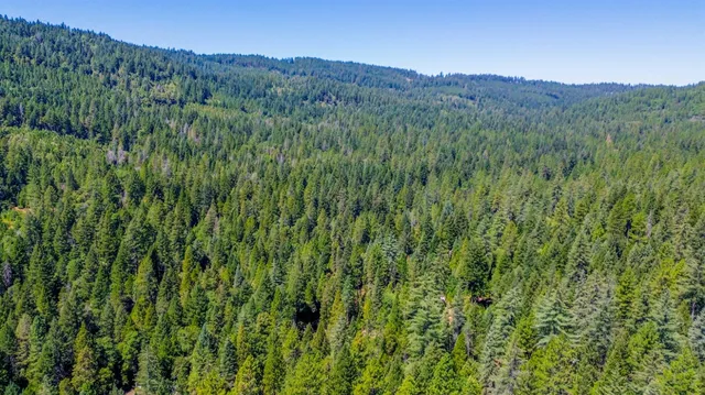 a view of a backyard with plants and a lake view