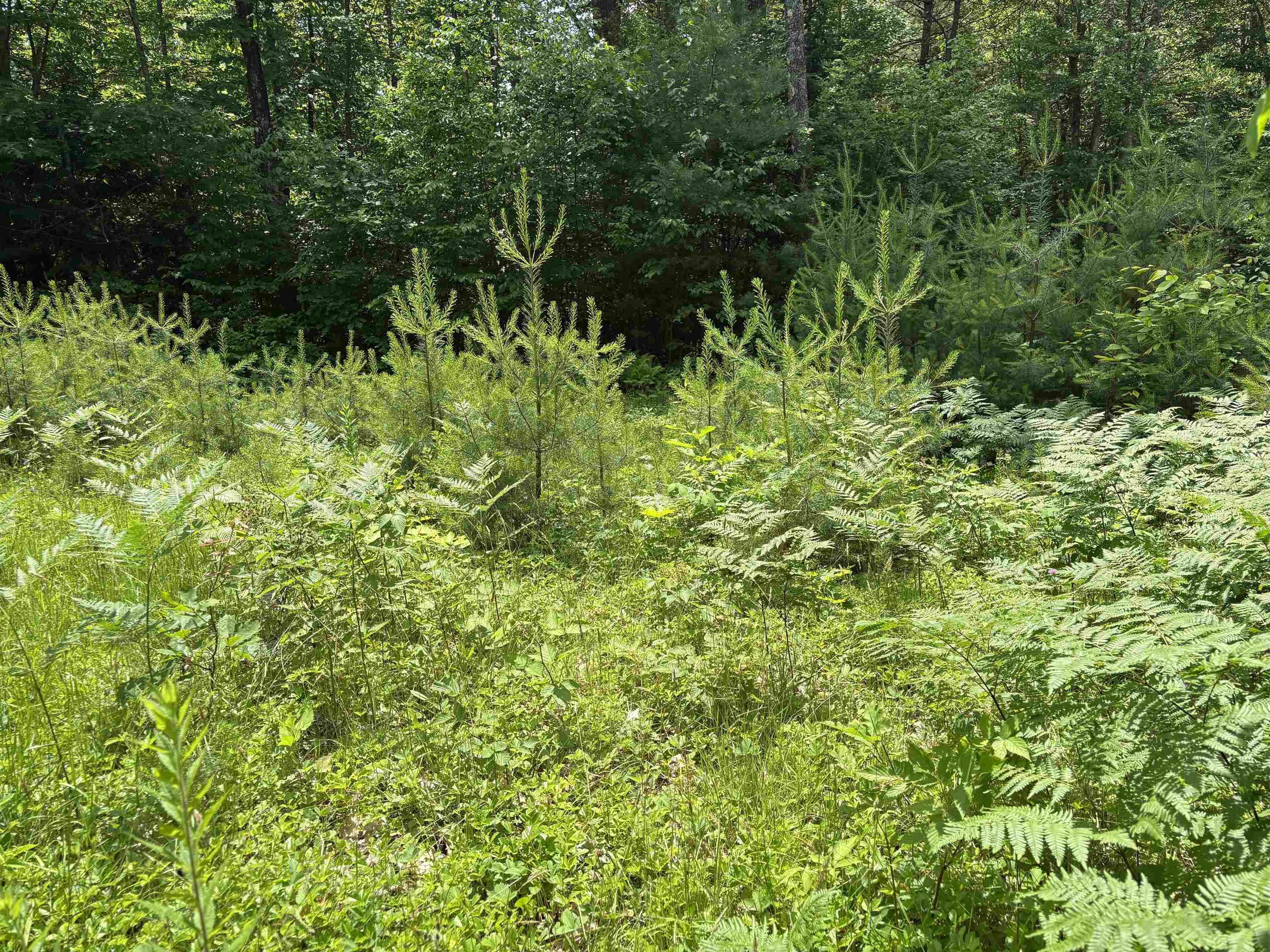 0 Simonsville Road, Unit LOT 3 Andover, VT 05143 - Photo 12 of 27