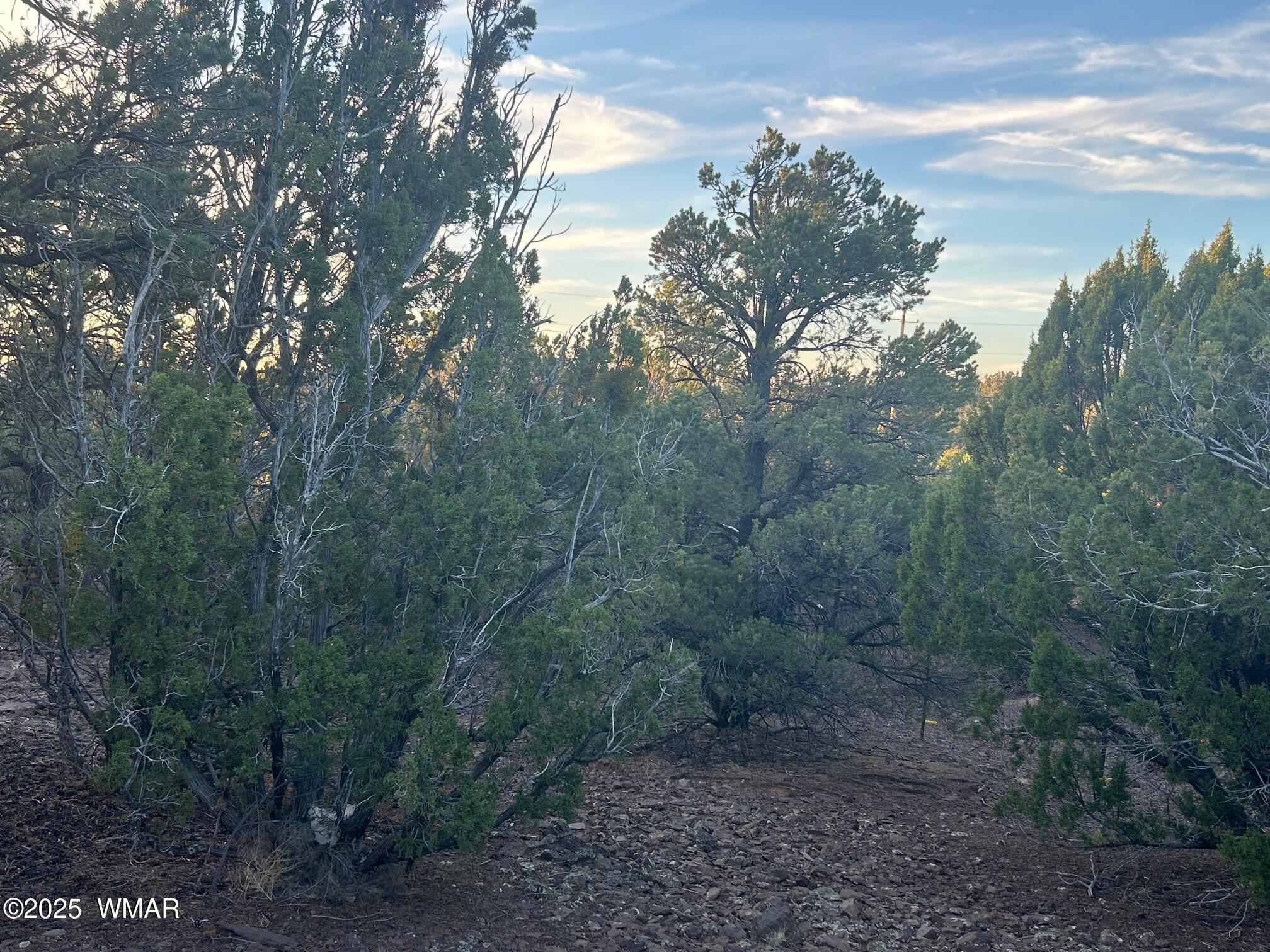 Lot 33 Ridgeview Concho, AZ 85924 - Photo 17 of 19 IMG_3553