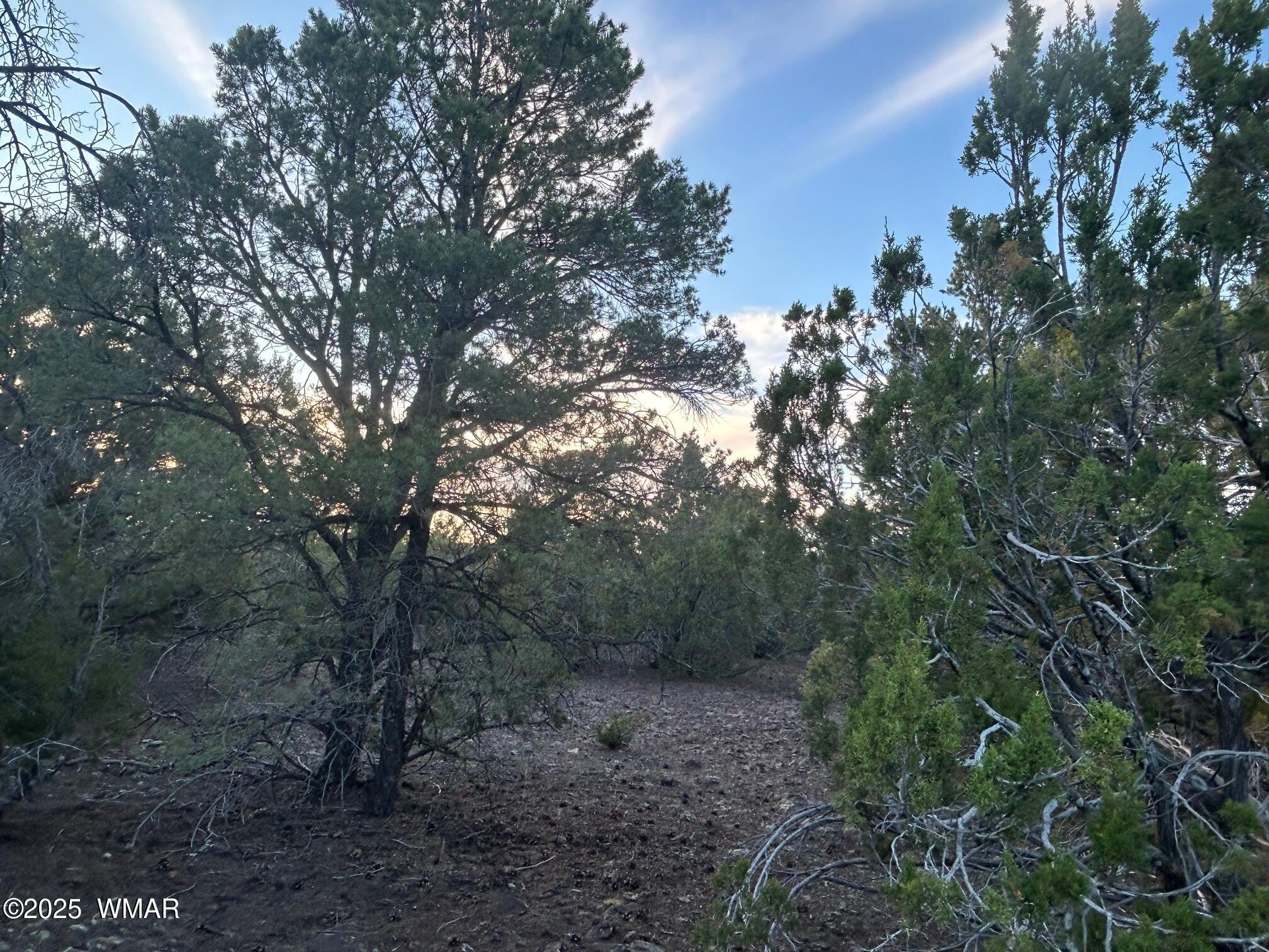 Lot 33 Ridgeview Concho, AZ 85924 - Photo 2 of 19 IMG_3546