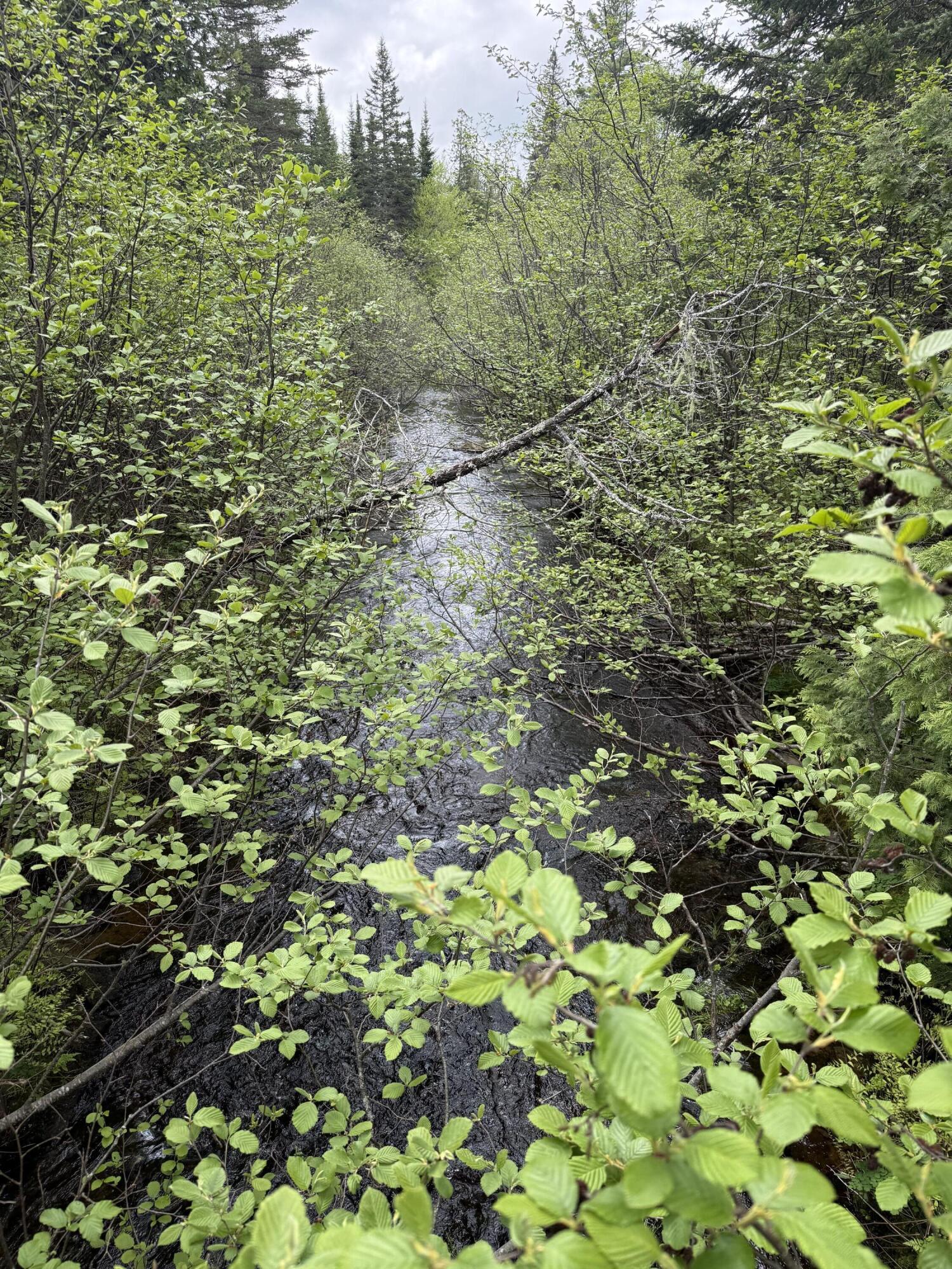 0 Dixie Road Wytopitlock, ME 04497 - Photo 5 of 8 IMG_9710