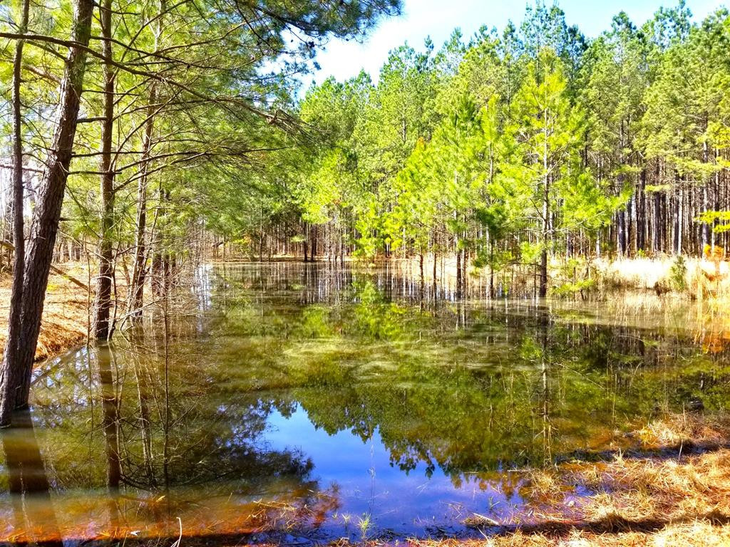 202 Backforty Road Elloree, SC 29047 - Photo 4 of 68
