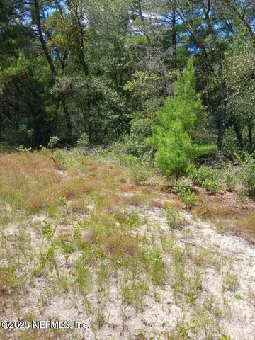 a view of a yard with plants