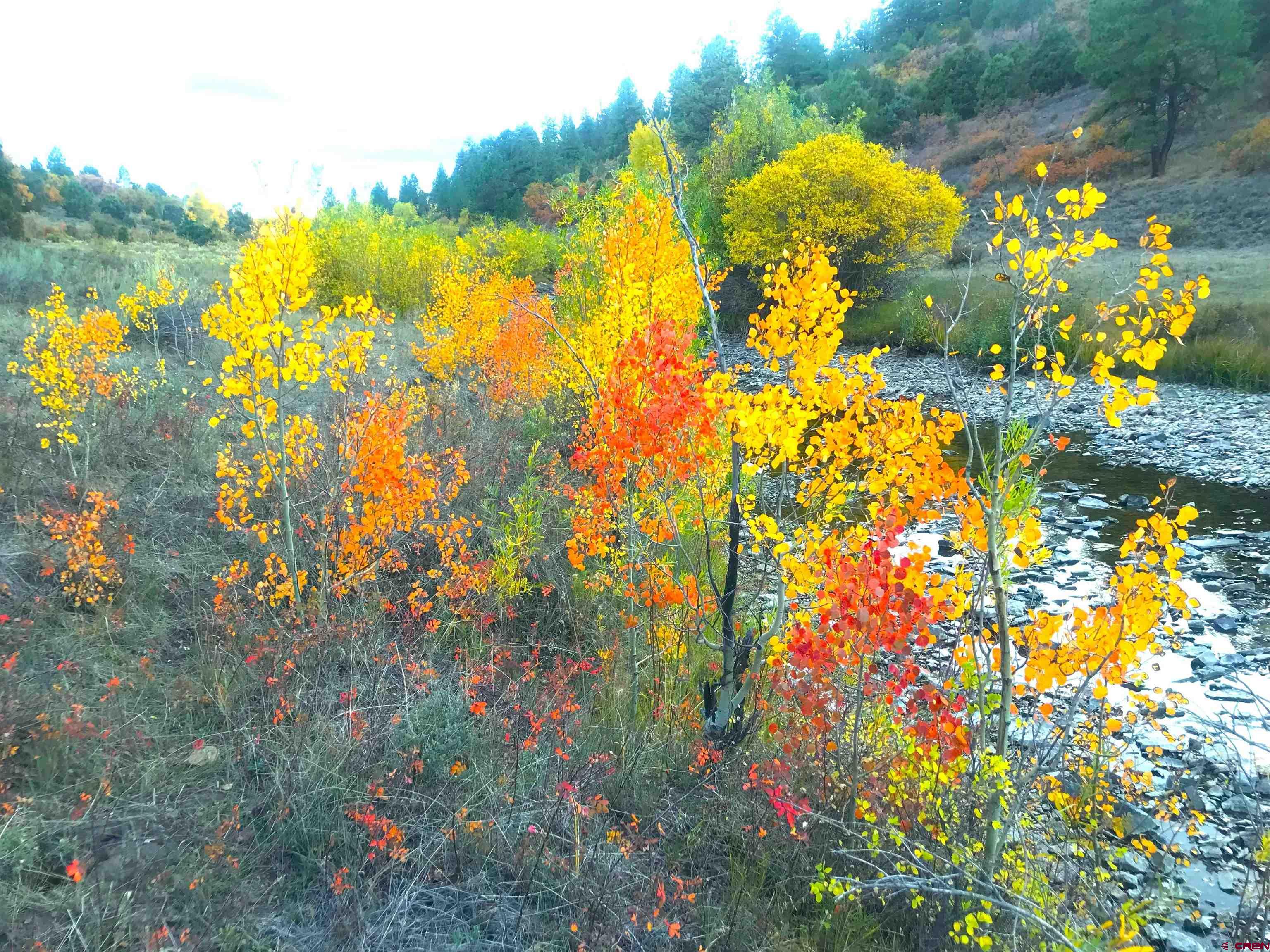 2 A West Beaver Pines Loop Norwood, CO 81423 - Photo 11 of 38 a view of a flower in a garden