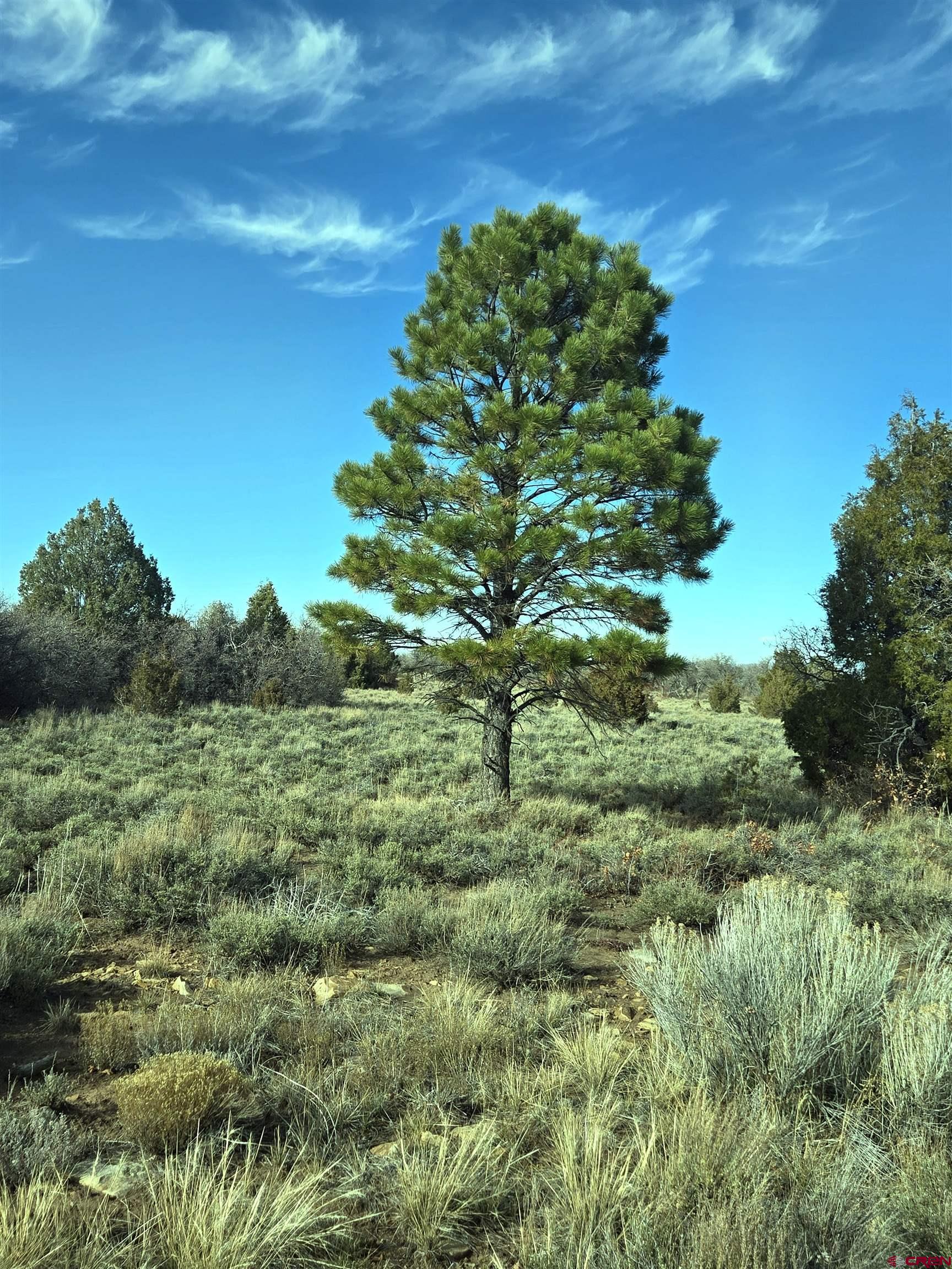 2 A West Beaver Pines Loop Norwood, CO 81423 - Photo 13 of 38 a view of a green field