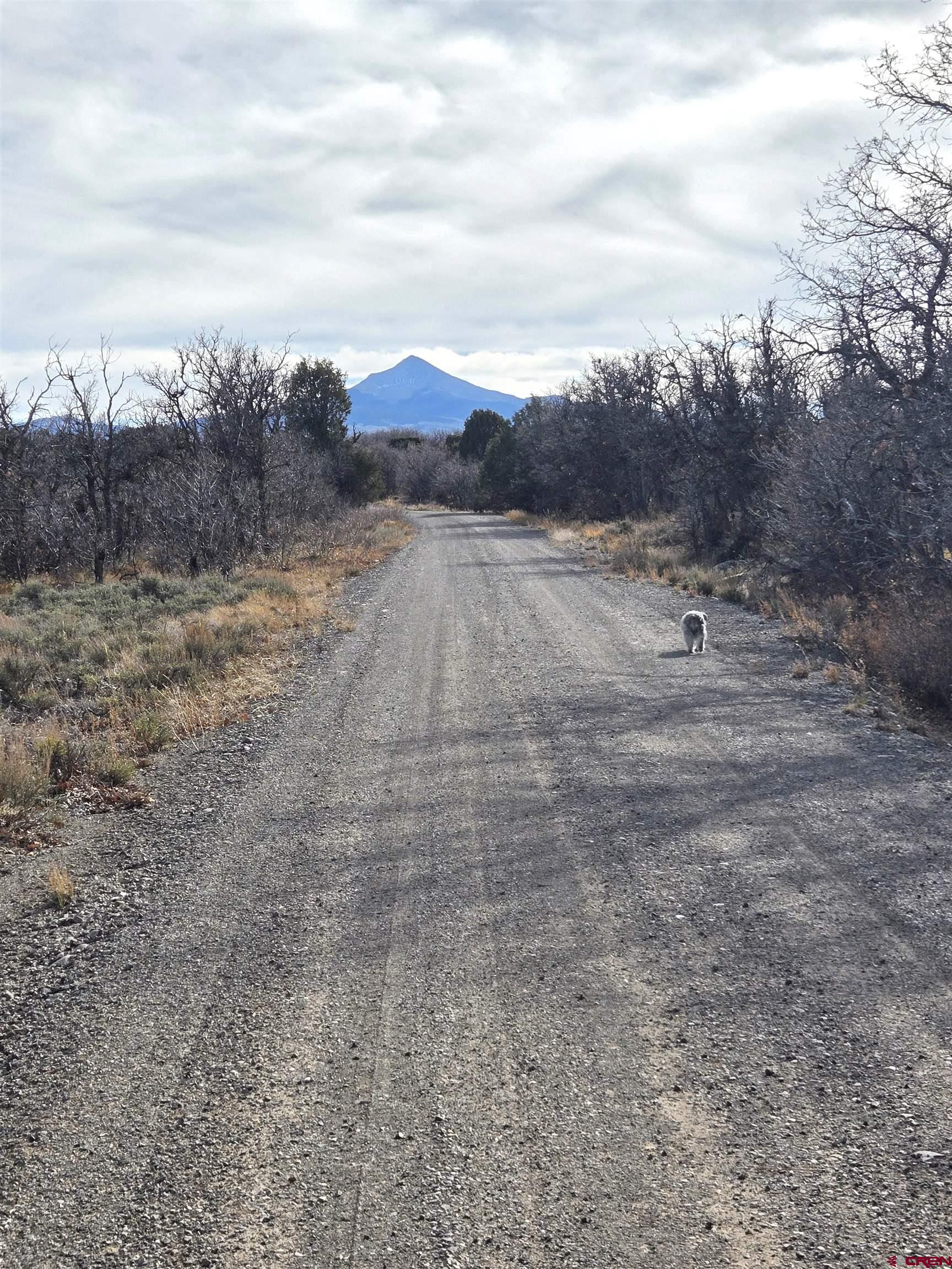 2 A West Beaver Pines Loop Norwood, CO 81423 - Photo 22 of 38 a view of a dry yard with trees