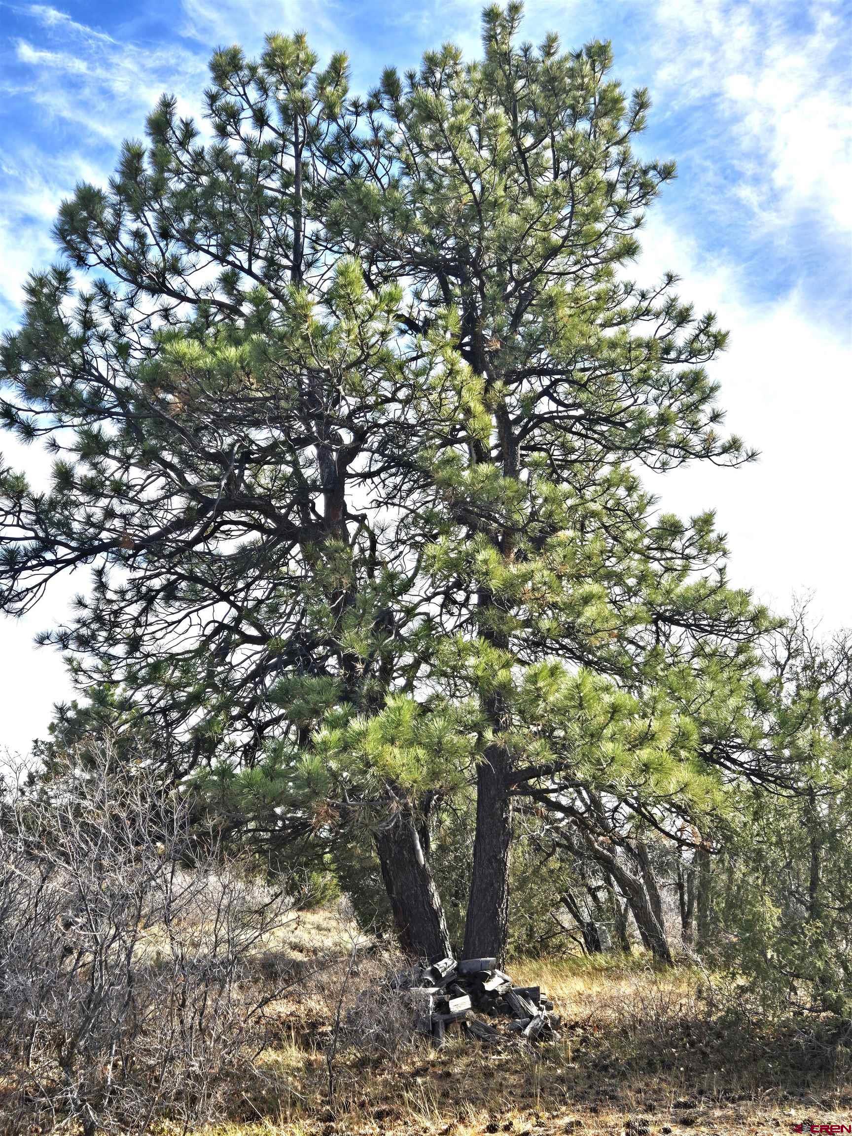 2 A West Beaver Pines Loop Norwood, CO 81423 - Photo 31 of 38 a view of a tree