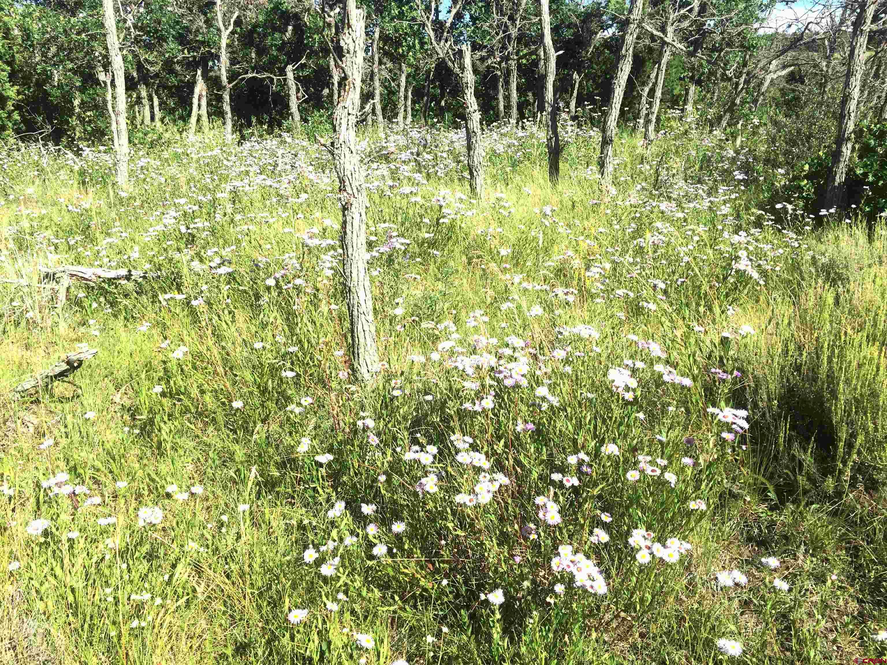 2 A West Beaver Pines Loop Norwood, CO 81423 - Photo 5 of 38 a backyard of a house with lots of green space and trees in the background