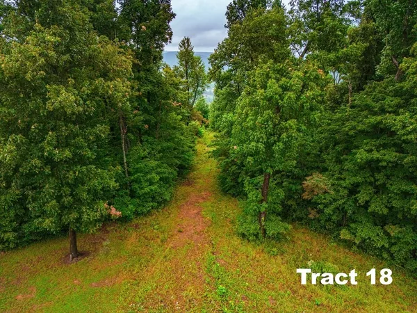 a view of a trees in a yard next to a building