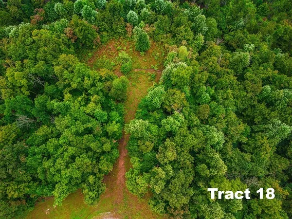 a view of a lush green forest with lots of trees
