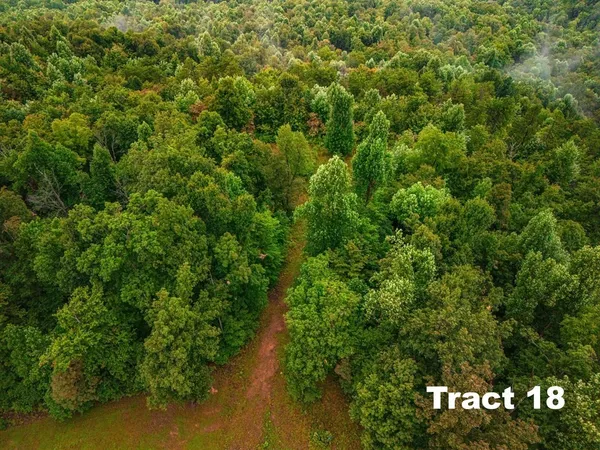 a view of a lush green forest with lots of trees