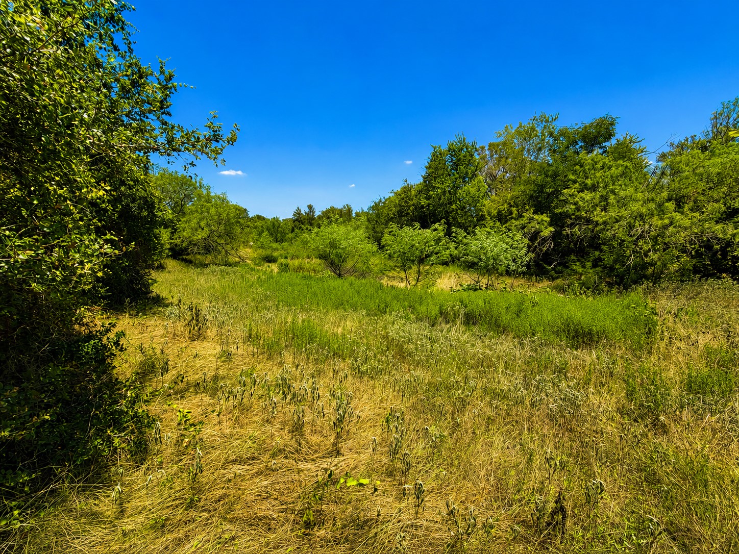 A verdant, undeveloped lot offers a serene, natural setting with ample space for future plans.