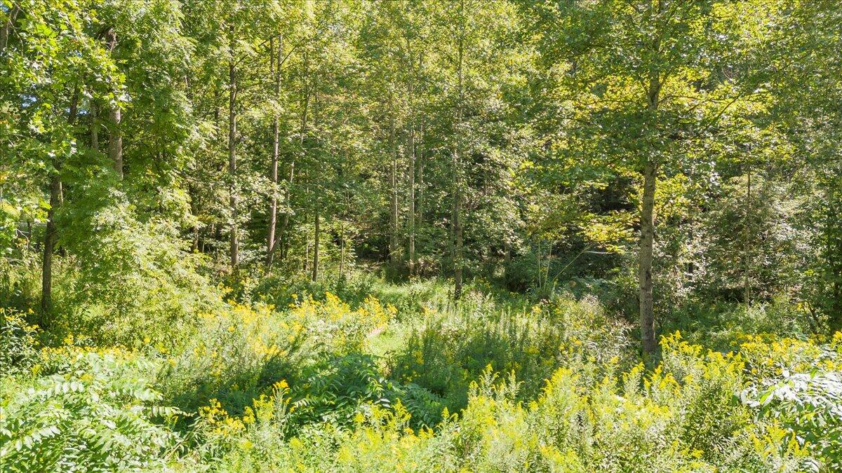 5741 Providence Church Road Ferrum, VA 24088 - Photo 33 of 52 a view of a lush green forest